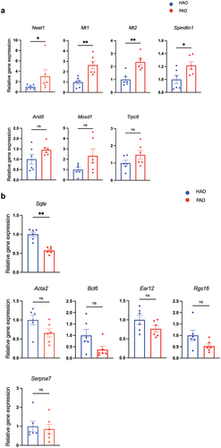 Figure 4.  Relative mRNA expression of the differentially expressed genes (DEGs) by volcano plot analysis (n = 6/group). (A) Quantitative real-time polymerase chain reaction (qPCR) quantification of mRNA levels of genes expressed higher in the liver of periodontitis-associated oral microbiota-administered (PAO) mice. (B) qPCR quantification of mRNA levels of genes expressed higher in the liver of health-associated oral microbiota-administered (HAO) mice. Data are expressed as mean ± SEM; * P < 0.05, ** P < 0.005; Mann–Whitney U-test.