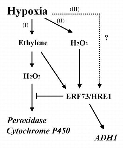 Figure 1. Model for the involvement of AtERF73/HRE1 and ADH1 transcripts in hypoxia and ethylene-H2O2 mediated pathways. Hypoxia triggers ethylene and H2O2 production, which increases the accumulation of AtERF73/HRE1 transcripts through (I) an ethylene-dependent pathway, (II) an ethylene-independent/H2O2-dependent pathway, and (III) an ethylene/H2O2-independent pathway. AtERF73/HRE1 positively regulates ADH1 genes and negatively regulates a set of peroxidase and cytochrome P450 genes in hypoxia signaling.