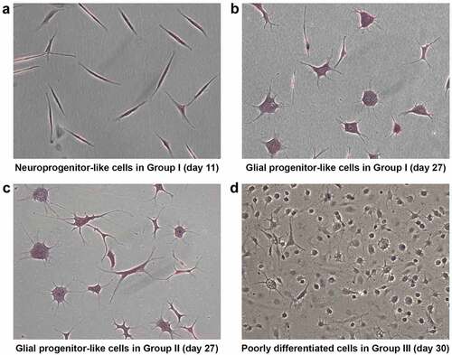 Figure 3. Morphological analysis using HE staining illustrates the stage-specific differentiation of ADSCs. At d 11 after induction, ADSCs treated with β-ME and NIM revealed a specific neuroprogenitor-like stage (group I) (a). At d 27 after induction, the neuroprogenitor-like cells become glial-lineage-like cells (group I) (b). At 27 d after induction, the ADSCs treated only with NIM also become glial-lineage-like cells (group II) (c). Poorly differentiated cells with small neurite extensions appeared at d 30 after neural induction with β-ME, NIM, and 5-azacytidine (group III). (Magnification10x).