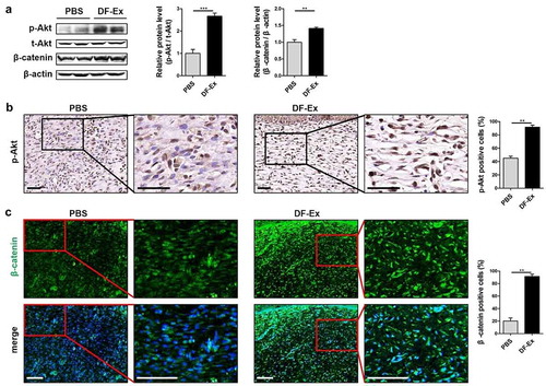 Figure 6. DF-Ex accelerated cutaneous wound healing in T2DM rats through the Akt/β-catenin pathway in vivo. (a) The protein levels of p-Akt, t-Akt and β-catenin in skin tissues were analyzed through western blotting (n = 3). (b) Activation of the Akt pathway in vivo was assessed through IHC (scale bar = 50 μm, n = 3). (c) The expression and localization of β-catenin in skin tissues was assessed through IHF (scale bar = 100 μm, n = 3). (a–c) **p < 0.01, ***p < 0.001