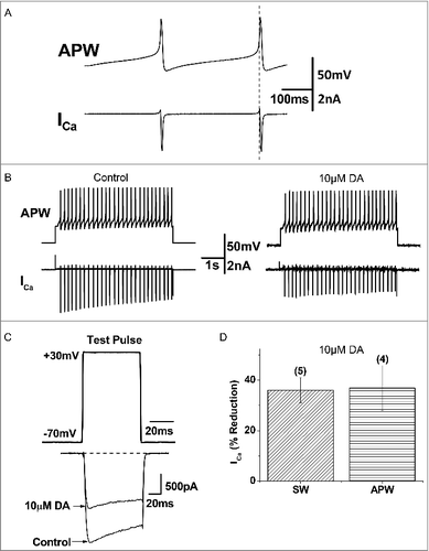 Figure 6. DA inhibits action potential waveform (APW)-evoked ICa in VD4 interneurons. A, To mimic physiologically relevant neuronal activity, APs recorded from a VD4 interneuron were used to elicit ICa in whole cell voltage-clamped cultured VD4 interneurons. Upper panel: APWs recorded from VD4 cells were used as the stimulus protocol. Lower panel: the inward ICa recorded in response to each APW stimulus. B, Representative traces of APW-evoked ICa in the absence or presence of DA. C, Representative traces of ICa evoked by a square-waveform (SW) voltage step from the resting membrane potential of −70 mV to +30 mV, the APW peak amplitude (+30mV), in the absence or presence of DA. D, Comparable reductions are observed in SW- and APW-evoked ICa in the presence of DA. * p < 0.05.