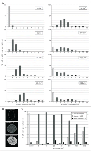 Figure 4. Efficiency of UDS in fibroblasts following exposure to UVC. (A) Incorporation of EdU during UDS. Histograms representing distribution of the amounts of EdU incorporated during repair in cells exposed to various doses of UVC. Gray bars represent cells that do not exhibit detectable EdU signals. Black bars represent cells that incorporate various amounts of EdU during repair. The number of cells measured in each sample was 58 to 160. (B) Three images representing the nuclei of cells with different UDS efficiencies. A cell that did not incorporate any EdU (top image; the contour of this nucleus is shown), and cells that incorporated medium (middle), and high amounts of EdU (bottom image) during repair of UVC-induced damage. Scale bar 5 μm. (C) Proportions of cells that do not respond to UVC damage, or respond by incorporating medium or high amounts of EdU, as a function of the UVC dose delivered. The percentage of 'non-responders' decreases for doses between 5 and 10 J/m2, and increases again with higher doses of UVC (20 – 3,000 J/m2), while the proportion of cells showing a standard response decreases. The proportion of cells with very efficient UDS is independent of the UVC dose.