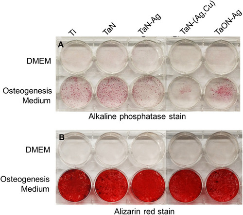 Figure 3 TaON-Ag coating did not inhibit the bone formation index, including the alkaline phosphatase and calcium oxalate crystals stains. Alkaline phosphatase (ALP) stain revealed suppressed expression >50% for the TaN-(Ag,Cu) coated sample compared with the control Ti alloy. In contrast, the TaN coating revealed an over-expression of approximately 150%. The TaN-Ag, TaON-Ag coating revealed almost the same expression of ALP stain compared with the control Ti alloy (A). Alizarin red staining for calcium mineralization quantification yielded over 90% expression levels for various coatings, including TaN, TaN-Ag, TaN-(Ag,Cu), and TaON-Ag, compared with the control Ti alloy (B).