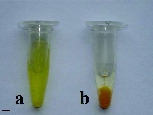 Figure 1. Colloidal solution containing CdS nanoparticles biosynthesized using (a) the fungal matrix and (b) control sample containing deionized water with CdSO4 and Na2S salts. Scale bar = 1 cm.