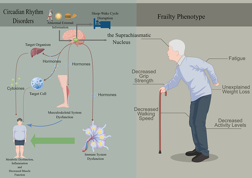 Figure 1 A brief introduction about how circadian rhythm disorders effect our body and potentially induce frailty among older adults. The SCN controls melatonin secretion and the appropriate sleep-wake cycle. The right figure is a schematic diagram of the frailty phenotype. This figure was drawn by Figdraw.
