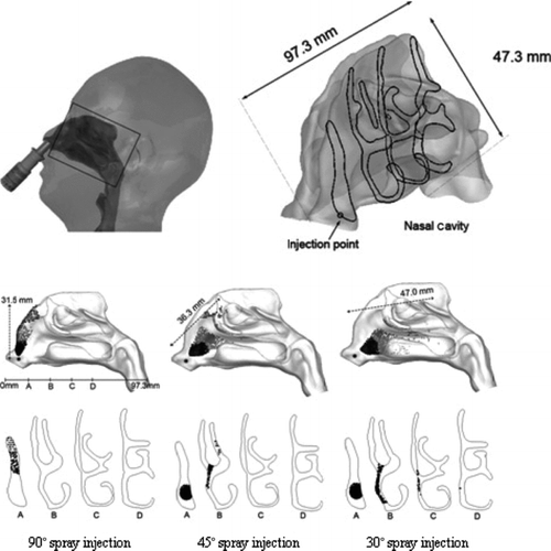 FIG. 10 3D visualization of the unaffected experimental spray placed inside a human nasal cavity model. Four cross sections are labeled A, B, C, and D having widths of 8.1, 16.5, 17.1, and 15.3 mm, and heights of 31.3, 42.0, 42.8, and 42.8 mm respectively. Particles of 100 μm diameterare delivered into the nasal cavity at the location denoted by the large black dot just inside the nasal cavity. Subsequent particle deposition onto the nasal cavity walls is marked with small black dots. Particles passing through the cross-sectional slices A–D are also denoted by small black dots.