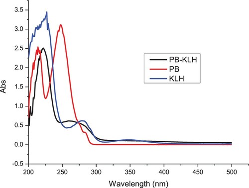 Figure 3. The UV spectra characterisation for PB, PB-KLH, and KLH.