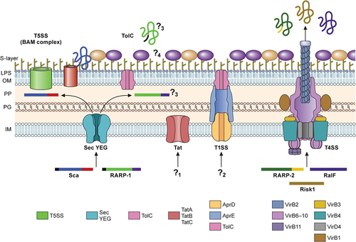 Figure 2. Secretion systems in Rickettsia.