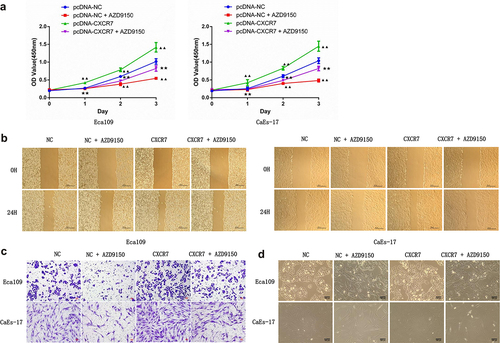 Figure 6. STAT3 inhibitor attenuated the effects of CXCR7/CXCL12 on proliferation, migration, invasion, and mesenchymal morphology of EC cells. (a) CCK-8 assay was performed to detected the proliferation of cells in pcDNA-NC, pcDNA-NC + AZD9150, pcDNA-CXCR7 and pcDNA-CXCR7 + AZD9150 groups. ▲▲P < 0.01 vs pcDNA-NC group. ★★P < 0.01 vs pcDNA-CXCR7 group. The migration and invasion ability of EC cells were detected by wound healing (b) and Transwell assay (c), respectively. Scale bar = 100 μm. (d) The mesenchymal morphologic changes of EC cells in the four groups. Scale bar = 100 μm.
