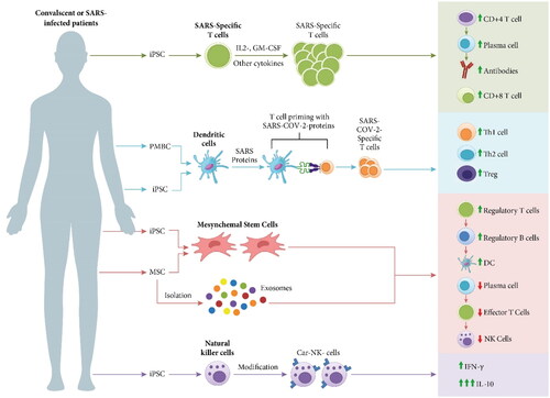 Figure 6. Schematic representation of various types of cell-based therapies used for prevention or treatment of patients with severe COVID-19, including the strategies to produce these immune cells and their mechanism of actions against SARS-CoV-2 infection.