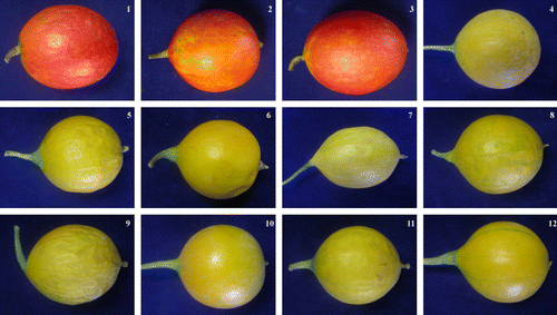 Figure s2 (Colour online) Mature fruit morphologies of the 12 T. kirilowii accessions. The numbers on the pictures are in accordance with the numbers in the first line of Table 1.