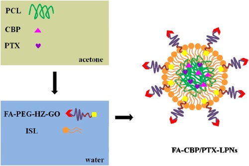 Figure 2 Schematic for nanoparticle assembly. FA decorated, CBP and PTX co-loaded LPNs (FA-CBP/PTX-LPNs) were prepared by a one-step nanoprecipitation method.