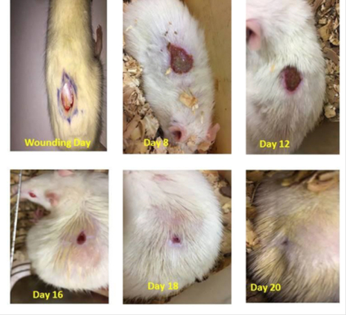 Figure 4 Pictograph of wound contraction of animal treated with aqueous fraction of 80% methanol extract of B. antidysenterica leaf on different days of measurement.