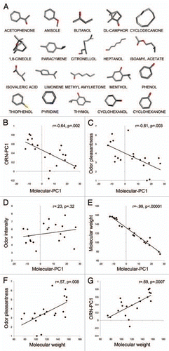 Figure 1 Physicochemical properties of odorant molecules influence neural activity in the olfactory epithelium of the frog and odor pleasantness in humans. Each point in the graphs corresponds to an odorant. (A) List of odorant compounds. (B) Significant correlation between Molecular-PC1 and ORN-PC1. (C and D) Molecular-PC1 influences odor pleasantness but not odor intensity in humans. (E and G) Molecular weight correlates with Molecular-PC1, odor pleasantness in humans and ORN-PC1 in frog.