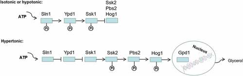 Figure 8. Regulation of osmotic stress response by two-component system. Sln1p acts as an osmotic sensor protein to regulate the Hog1-MAPK signal transduction system in C. albicans. When the cells are in an isoosmotic or hypoosmotic environment, phosphorylation of Ssk1p inhibits activation of the Hog1-MAPK cascade, but in hyperosmotic cells, unphosphorylated Ssk1p activates the Ssk2/22 MAPKKK and subsequent phosphorylation of Pbs2p and Hog1p. Finally, the phosphorylated Hog1p is transferred to the nucleus, which activates transcription factors to induce the expression of GPD1, increasing the intracellular glycerol content to adapt to hyperosmotic stress