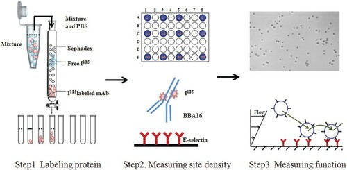Figure 1. Research framework of E-selectin density determination. Step 1: 125I radioiodination of E-selectin monoclonal antibody (mAb) BBA16; Step 2: determination of E-selectin density on the surface; Step 3: verification of density on substrate with E-selectin.