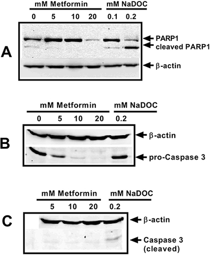 Figure 5 Metformin did not induce PARP1 cleavage in HCT116 (A). Metformin also did not induce caspase 3 activation in HCT116 cells (B and C). Cells were treated with 0, 5, 10, and 20 mM metformin for 48 hours. As an apoptosis-positive control, HCT116 cells were treated with 0.1 and/or 0.2 mM of sodium deoxycholate (NaDOC) for 3 hours. Protein lysates were prepared as mentioned in Materials and Methods. Thirty μg proteins were loaded on 10–12% SDS PAGE and separated proteins were transferred onto nitrocellulose membranes. Antibody detections were performed using anti-PARP1 antibody (#9542, CST) in (1:1000) dilution in blocking buffer. Loading control used was β-actin (anti-β-actin antibody, #A2066, Sigma). For (B and C), antibody detections were performed using anti-caspase 3 and anti-cleaved caspase 3 antibodies (#9662, CST and #9664, CST) in (1:1000) dilution in blocking buffer. The data shown are representative of three independent experiments.