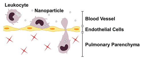Figure 2 Schematic representation of leukocyte endothelial migration into lung parenchyma.