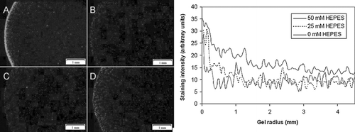Figure 8 HEPES increases calcein staining in EHTs. Images shown are calcein-positive cells in the edge region of EHTs cultured in three different concentrations of HEPES: 0 mM after 4 hrs (A); 0 mM at 36 hrs (B), 25 mM at 36 hrs (C), and 50 mM at 36 hrs (D). Graph shows histogram of calcein-positive cell density in EHTs after 36 hrs.