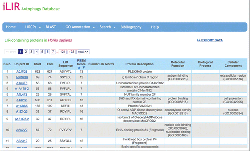 Figure 1. Screenshot of an iLIR database data page. In the ‘LIRCPs’ menu, the user can access the full data available in the database for each model organism. The data are arranged in a table giving various information for each entry, such as the Uniprot Accession ID and protein name, the position and sequence of the xLIR as well as the position-specific scoring matrix (PSSM) score and the similarity of other validated LIR motifs. The data can be downloaded directly.