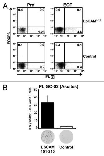 Figure 5. Application of catumaxomab results in an expansion of effector-type T cells, and not Tregs, in the peripheral blood and in the tumor environment. (A) Intracellular cytokine staining followed by flow cytometry was performed using CD4+ T cells of patient GC-02 after one round of in vitro sensitization with pooled EpCAM peptides. Representative results of intracellular co-staining of IFN-γ and FOXP3 are shown for EpCAMCitation1–Citation20-specific CD4+ T cells obtained before initiation of catumaxomab therapy (Pre) and 4 weeks after completion of treatment (EOT). Dot plots show responses against the individual EpCAM peptide (upper row) and an SSX2 control peptide (lower row). (B) Bar graphs indicate mean numbers (+SEM) of CD4+ T cells specific for EpCAM amino acid region 151–210 (black bar) or control peptide SSX2 (white bar) within the malignant effusion of patient GC-02. Original ELISPOT data demonstrate spot numbers per well at 50 000 CD4+ T cells per well after presensitization with pooled EpCAM peptides.