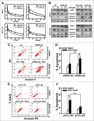 Figure 2. p8 upregulation decreases the sensitivity of tumor cells to dihydroartemisinin. After transfection with pCCL− p8 plasmid or specifically targeted p8 siRNA for 24 h, (A) HeLa and HCT116 cells were treated with serial concentrations of DHA for 48 h, and then cell survival was detected by SRB assay. (B) HeLa and HCT116 were treated with 20 μM DHA for 24 h, after which PARP, caspase-3 and cleaved-caspase-3 protein levels were measured by western blot analysis. (C-F) siRNA or plasmid-transfected HeLa cells treated with 20 μM DHA for 24 h, and quantification of apoptosis was performed using Annexin V/PI or Annexin V-PE/7-AAD followed by FACS analysis. Three independent experiments were performed and the values were expressed as the mean ± SD. *P < 0.05; **P < 0.01; ***P < 0.001.