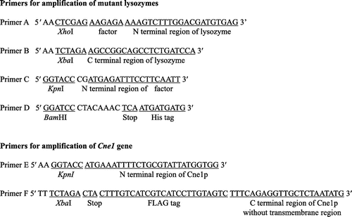 Fig. 2. Primers used in this study.