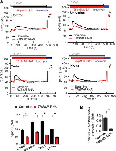 Figure 4. TMBIM6 increases lysosomal calcium release through MCOLN1 under stress conditions. (A) Fura-2AM-loaded GCaMP3-ML1 cells transfected with TMBIM6 RNAi were treated with ML-SA1 (25 μM) in a Ca2+-free external solution under starvation or torin or PP242 treatment for 1 h. Ca2+ concentrations are based on the calibration of the Fura-2 signal. The bar graph shows the difference between the peak value upon the addition of agonist and the resting value before the addition of agonist. The data are the means ± SEM from n = 3 independent experiments (bottom). (B) qPCR analysis of TMBIM6 was performed to confirm the efficacy of siRNA-mediated silencing