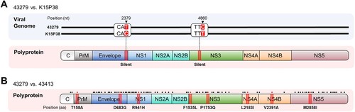 Figure 1. Nucleotide and amino acid sequence comparison of 43279 with K15P38 and 43413. (A) Viral genome sequences (upper panel) and amino acid sequences of polypeptide (lower panel) were compared between strains 43279 and K15P38. Mutations involving silent mutations and the corresponding amino acid positions are highlighted in red. Position numbers are calculated using only the open reading frame (ORF), omitting the untranslated regions. (B) Amino acid sequences of polypeptides were compared between strains 43279 and 43413. The amino acid positions related to gene mutations are indicated by dots at the top of the diagram, and positions with amino acid substitutions are highlighted in red.