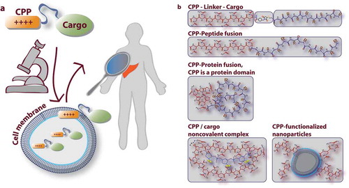 Figure 1. (a). The general idea of the using cell-penetrating peptides (CPP) for the drug delivery purposes. CPP offer a method for achieving delivery of macromolecular therapeutic cargo into the cell. For more information about cellular uptake mechanisms of CPP, please refer to the reviews in [Citation5,Citation6]. The most important intracellular targets are cytoplasm (please refer to the section “Targeting protein-protein interactions”) and cell nucleus [Citation7]. In order to achieve targeting of specific tissues (such as the liver), additional components should be integrated to the drug delivery system, as discussed in the current review. (b). There are various approaches for associating the carrier and the cargo. The main options are covalent attachment of the CPP and the therapeutic molecule via conjugation, or simply by fusing the (shorter) sequence of the cargo peptide with that of the CPP and obtaining a single peptide. Additionally, CPPs have been incorporated into proteins as protein domains, such as in case of developing nanobodies. Finally, CPPs are frequently used as a component of nanoformulations and nanoparticles either by noncovalent complexation or by covalently attaching the CPP at the surface of the nanosystem