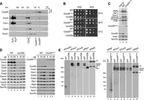 FIG 1 Functionality of a C-terminally tagged Cox20. (A) Endogenous Cox20 is present in two complexes of 65 and 100 kDa. Mitochondria (100 μg) isolated from wild-type cells were solubilized and analyzed by 4 to 13% BN-PAGE followed by two-dimensional SDS-PAGE and Western blotting. (B) Test of Cox20ProtA-expressing cell growth. Wild-type (WT) and Cox20ProtA-expressing cells were spotted on fermentable (glucose, YPD) and nonfermentable (glycerol, YPG) carbon sources in serial 10-fold dilutions and incubated at the indicated temperatures. The respiration-deficient cox20Δ strain was used as a control. (C) Mitochondrial protein synthesis in a Cox20ProtA-expressing strain. Mitochondrial translation products of wild-type and Cox20ProtA-expressing strains were labeled in organello for 20 min. Samples were analyzed by SDS-PAGE and digital autoradiography or Western blotting. As a control, the imp1Δ Cox2 processing-deficient strain was used. (D and E) Protein steady-state levels in cox20Δ and Cox20ProtA-expressing strains. Solubilized mitochondria from wild-type, cox20Δ mutant, and Cox20ProtA-expressing strains were separated by SDS-PAGE (D) or 4 to 13% BN-PAGE (E) and analyzed by Western blotting using specific antibodies, as indicated.