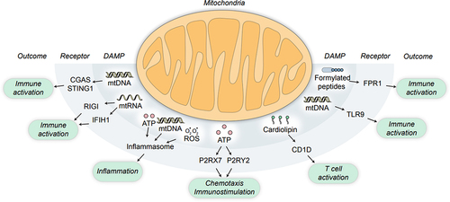 Figure 1. The mitochondrial immune checkpoint. Mitochondrial integrity as promoted by antiapoptotic members of the Bbcl-2 protein family, such as BCL2 apoptosis regulator (BCL2) itself, not only prevents the activation of apoptotic caspases downstream of cytochrome c, somatic (CYCS) accumulation in the cytosol, but also limits the spillage of damage-associated molecular patterns (DAMPs) that (either in the cytosol or in the extracellular space) mediate potent immunostimulatory effects. These molecules include (but are not limited to) ATP, mitochondrial nucleic acids, formylated peptides, reactive oxygen species (ROS) and cardiolipin. Importantly, the mitochondrial immune checkpoint is operational in a number of cell types including immune cells, de facto controlling both innate and adaptive immune responses. CGAS, cyclic GMP-AMP synthase; IFIH1, interferon induced with helicase C domain 1; FPR1, formyl peptide receptor 1; P2RX7, purinergic receptor P2X 7; P2RY2, purinergic receptor P2Y2; RIGI, RNA sensor RIG-I; mtDNA, mitochondrial DNA; mtRNA, mitochondrial RNA; STING1, stimulator of interferon response cGAMP interactor 1; TLR9, toll-like receptor 9.