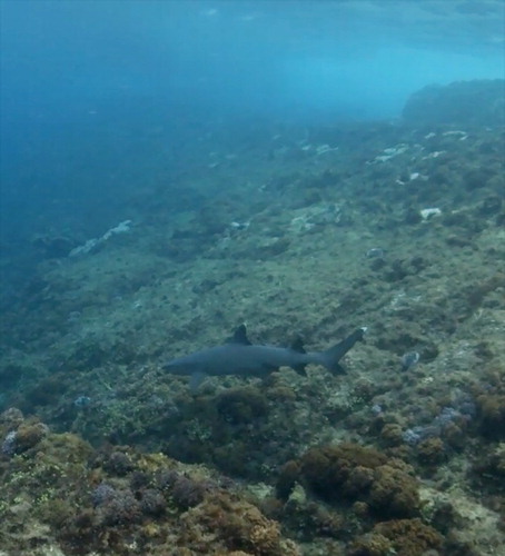 Figure 1. Female Triaenodon obsesus, c.1500 mm total length, Boat Harbour, Meyer Islands, Kermadec Islands, 28 February 2015.