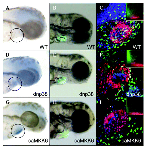 Figure 1. Cardiomyocyte specific expression of caMKK6 disrupts zebrafish cardiogenesis. In situ hybridization for either caMKK6 or dnp38α MAPK in, wild-type 3dpf embryos (A), dnp38α MAPK expressing embryos (D) or caMKK6 expressing embryos (G), the black circle indicates approximately where the heart is. Morphological analysis of cardiogenesis, (cardiomyocytes are expressing GFP under the control of the cmlc2a promoter) in wild-type 3dpf embryos (B), dnp38α MAPK expressing embryos (E) or caMKK6 expressing embryos (H). BrdU colocalization with cardiomyocytes (BrdU-green, cardiomyocytes-red) in wild-type 3dpf embryos (C), dnp38α MAPK expressing embryos (F) or caMKK6 expressing embryos (I), insets show a graphical representation of BrdU/cardiomyocyte colocalization.