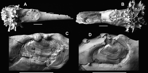 Figure 2  Clavagella maxwelli n. sp., Mount Harris Formation (Altonian, early Miocene), Awamoa Beach, North Otago. (A–C) Holotype, OU44540; A, left side showing location of fused left valve; B, right side showing sutures; C, left valve. D, Paratype, OU44541, left valve.