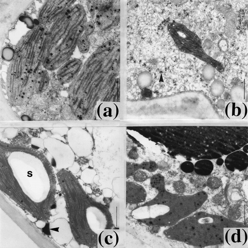 FIGURE 3. Transmission electron micrographs of damage symptoms observed in previous year's mesophyll cells of pine needles. (a) Dry control (DC): intact cell. (b) Cu + Ni treatment: Dense cytoplasm with a large number of ribosomes in both cytoplasm and chloroplasts (arrow). Notice the club-like shrunken chloroplast. Thylakoid membranes of chloroplasts appear to be swollen. (c) pH3 treatment: Vacuolation of cytoplasm. Note the dark accumulations in cytoplasm (arrow). (d) pH3 treatment: Protrusions in chloroplasts. Bar = 1μm, s = starch grain