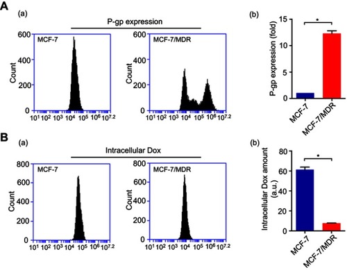 Figure S4 (A) P-gp expression determined through flow cytometry in MCF-7 and MCF-7/MDR cell lines (a). The corresponding statistics analysis (b). (B) Intercellular Dox retention measured by flow cytometry in MCF-7 and MCF-7/MDR cell lines (a). The corresponding statistics analysis (b). (*p<0.05; n=3).