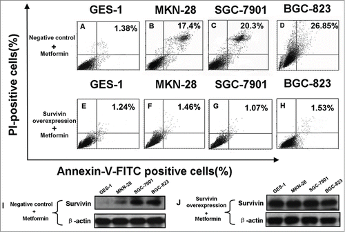 Figure 8. Survivin overexpression alleviates metformin-induced apoptosis in human gastric cancer cell lines. (A-E): Cells were transfected with empty plasmids prior to 48 h treatment of 5 mM metformin as stated in Materials and methods, and then stained with Annexin-V-FITC and PtdIns. Apoptosis was analyzed by flow cytometry. Percentage represents positive cells for Annexin-V-FITC and PI. (E-H): Cells were transfected with plasmids containing survivin cDNAs to induce survivin overexpression before 5 mM metformin treatment as detailed in Materials and methods, and then stained similarly with Annexin-V-FITC and PtdIns. Apoptosis was analyzed by flow cytometry. Percentage represents positive cells for Annexin-V-FITC and PI. (I-J): Cells were transfected with empty plasmids (I) or plasmids containing survivin cDNAs (J) before 5 mM metformin treatment as described in Materials and methods. Survivin expression was examined by protein gel blotting. β-actin was applied as the loading control. Representative image of 3 independent experiments is shown.