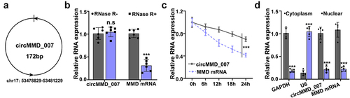 Figure 1. The biological characteristics of hsa_circMMD_007 in lung adenocarcinoma cells. A: The basic information of circMMD_007 was shown. B: The expression levels of circMMD_007 and UBAP2 mRNA were determined. C: UBAP2 mRNA and circMMD_007 expression were examined by qRT-PCR, after treating with Actinomycin. D: The location of circMMD_007 in A549 cells was determined.