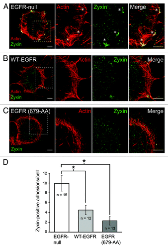 Figure 2. (A–C) EGFR is compartmentalized to zyxin-poor focal adhesions. Confocal imaging was performed as previously described.Citation5 EGFR-null cells (A) and cells with wild-type EGFR (B) or EGFR (679-AA) (C) were adhered to FN for 20 min and co-stained with phalloidan (red) and zyxin antibody (green). Magnified images of individual and merged channels for boxed areas are shown to right. Asterisks indicate zyxin positive FAs. Scale bars, 10 μM. (D) Bars represent the average number of zyxin-positive adhesion complexes 20 min post-adhesion to FN. White bar, EGFR-null cells; light gray bark cells with WT-EGFR; dark gray bar, cells with EGFR (679-AA). Asterisks indicate differences between cells that were statistically significant (p < 0.001) as determined by Student’s t-test. These results show a significant reduction in zyxin-positive FAs in cells expressing either form of EGFR.