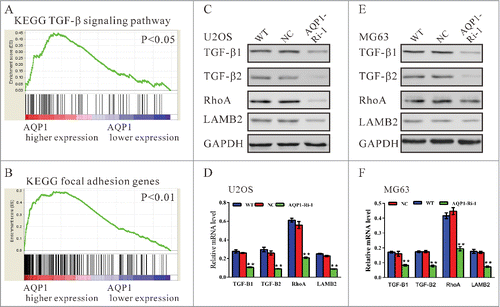 Figure 4. TGF-β signaling pathway and focal adhesion molecules were positively correlated with AQP1 expression. (A, B) GSEA was performed using GSE42352 data set. TGF-β signaling pathway and focal adhesion molecules were identified with the strongest association with AQP1-higher expression. The expression of TGF-β pathway related genes and focal adhesion molecules was evaluated by Western blot (C, E) and real-time PCR (D, F) in U2OS and MG63 cells. WT: wild type cells; NC: scrambled shRNA virus infected cells; AQP1-Ri-1: AQP1-shRNA-1 virus infected cells (**P < 0.01, as compared with NC).