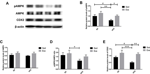 Figure 8 The levels of AMPK/CDX2 signaling pathway proteins in the mice colon. (A–D) The protein levels of pAMPK, AMPK and their ratio. (A and E) The levels of CDX2 in the colon were detected by immunoblotting. The results were represented as mean±SEM (n= 6 each group). *P <0.05, **P <0.01, ***P<0.001, compared to HFD + Sed group; #P<0.05, compared to SD + Sed group.