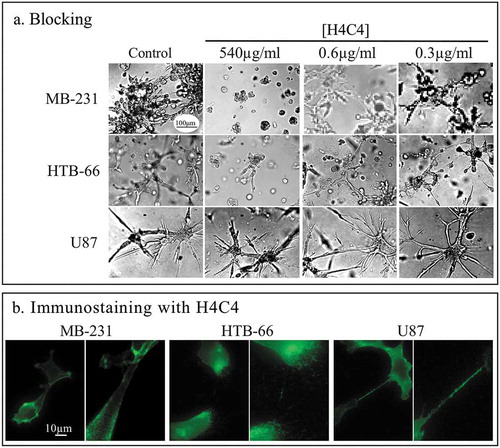 Figure 7. The anti-CD44 mAb H4C4 blocks aggregation and coalescence of only two of the three cell lines, but stains all three with equal intensity.(a) Blocking of aggregation and coalescence by H4C4 at 540, 0.6 and 0.3 µg per ml. (b) Immunostaining of the three cell lines by H4C4.