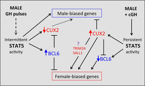 FIG 9 Model for role of GH-regulated transcription factors STAT5, BCL6, and CUX2 in hierarchical regulation of sex-biased genes. In untreated male liver (left), STAT5 is intermittently activated by plasma GH pulses, which enables STAT5 to activate many male-biased genes in male mouse liver, including the male-biased repressor BCL6. BCL6 represses many female-biased genes, including the female-specific repressor CUX2. Cux2 expression is derepressed in STAT5-deficient male liver, indicating that GH pulse-activated STAT5 has a role (either direct or indirect) in the repression of CUX2 expression in male liver. The absence of CUX2 in male liver is permissive for expression of many male-biased genes (dashed arrow). cGH infusion abolishes the intermittent activity of STAT5, which leads to early downregulation of BCL6, followed by early derepression of many female-biased targets of BCL6, including Cux2. The expression of CUX2 in cGH-treated male liver, in turn, represses many male-biased genes and both directly and indirectly induces other female-biased genes. The indirect stimulatory effects of CUX2 on many female-biased genes are proposed to be mediated by the transcription factors TRIM24 and/or SALL1, which are both female-biased targets of CUX2. See the text for further discussion and supporting references.