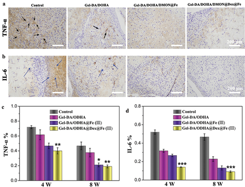 Figure 7. Immunohistochemical staining of pro-inﬂammatory factors (a) TNF-α, (b) IL-6 after different treatment for 8 weeks (black and blue arrow represent the expression of TNF-α and IL-6 respectively); (c, d) its corresponding results of semi-quantitative analysis of immunohistochemical staining.