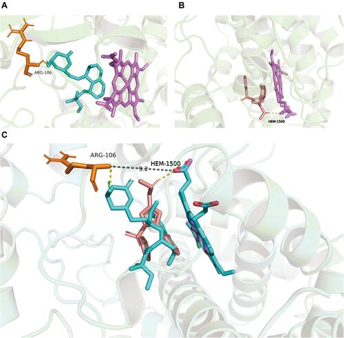 Figure 7 Molecular docking scheme of simvastatin and vonoprozan. (A) Action site between simvastatin and CYP3A4 via hydrogen bonding; (B) Action site between vonoprazan and CYP3A4 via hydrogen bonding; (C) Aligned docking results of the two groups.