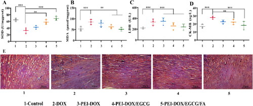 Figure 7. (A) Expression of SOD from heart tissue after treated. (B) Expression of MDA from heart tissue after treated. (C) Expression of LDH from serum after treated. (D) Expression of CK-MB from serum after treated. (E) Masson trichrome staining of heart tissue. All images share the same scale bar of 50 μm. ***p < 0.01, **p < 0.05.