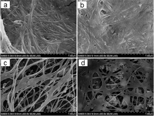 Figure 3. SEM micrographs of BC samples obtained in HS medium (a,b) and in polysaccharide fermentation wastewater (c,d) after 4 days (a,c) or 10 days (b,d) of fermentation.