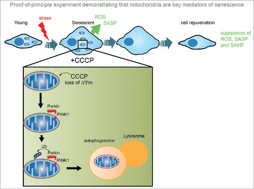 Figure 1. Proof-of-principle experiment demonstrating that mitochondria are key mediators of senescence. Using the parkin-mediated mitophagy system, cells overexpressing the ubiquitin ligase Parkin are treated with CCCP, a mitochondrial membrane uncoupler, which induces mitochondrial depolarisation. Cytosolic Parkin translocates to depolarised mitochondria, and binds to PINK1 leading to ubiquitination of outer mitochondrial membrane proteins, which are recognized by the proteasome and autophagy machineries. Removal of mitochondria from senescent cells through this method suppressed the development of a number of senescence-associated features, including the SASP, ROS and formation of SAHF. ROS, reactive oxygen species; SASP, senescence-associated secretory phenotype; SAHF, senescence-associated heterochromatin foci; CCCP, Carbonyl cyanide m-chlorophenyl hydrazine.
