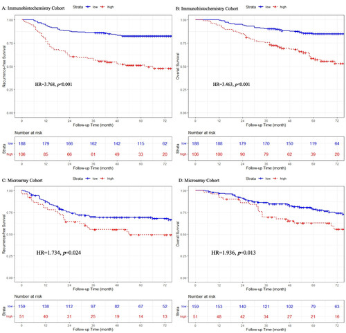 Figure 3 Kaplan‒Meier curves of recurrence-free survival and overall survival stratified by AMC density in the immunohistochemistry (A and B) and microarray (C and D) cohorts.